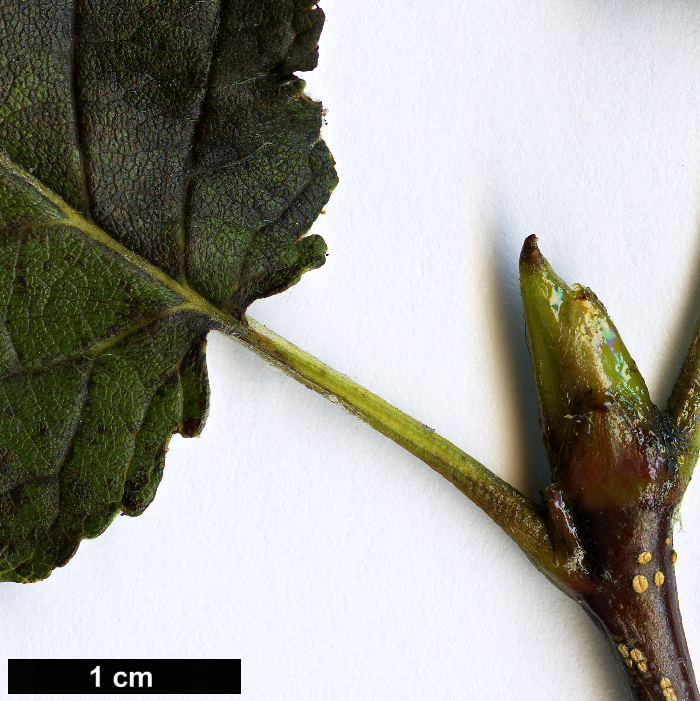 High resolution image: Family: Rosaceae - Genus: Sorbus - Taxon: japonica - SpeciesSub: var. calocarpa